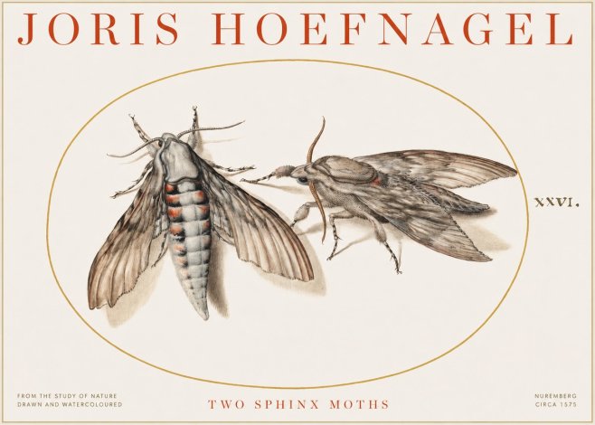 Joris Hoefnagel Two Sphinx Moths No1 - Póster