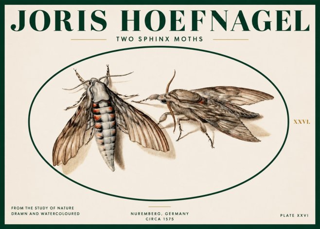 Joris Hoefnagel Two Sphinx Moths No2 - Póster