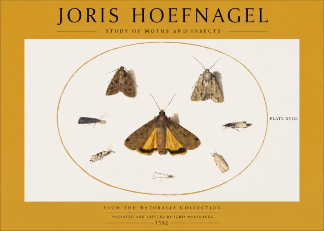 Joris Hoefnagel Study of Moths and Insects No2 - Póster