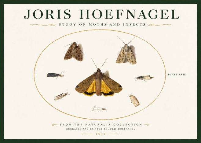 Joris Hoefnagel Study of Moths and Insects No3 - Póster