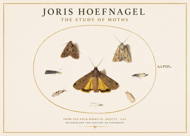 Joris Hoefnagel Study of Moths and Insects No4 - Póster