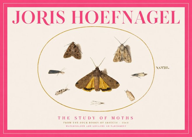 Joris Hoefnagel Study of Moths and Insects No5 - Póster