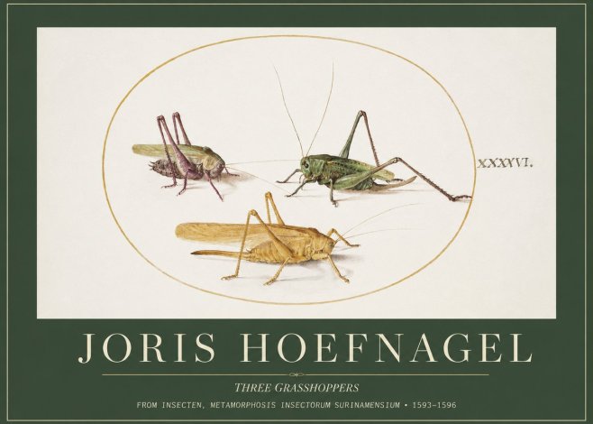 Joris Hoefnagel Grasshoppers Study No5 - Póster