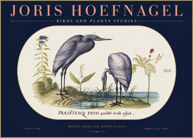 Joris Hoefnagel Wading Birds and Marsh Plants No2 - Póster
