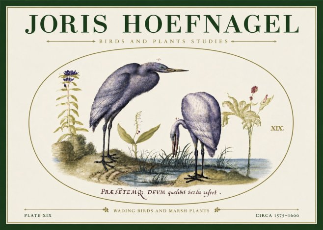 Joris Hoefnagel Wading Birds and Marsh Plants No3 - Póster