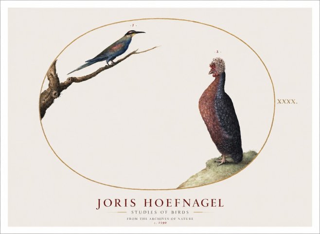 Joris Hoefnagel Studies of Birds I No1 - Póster