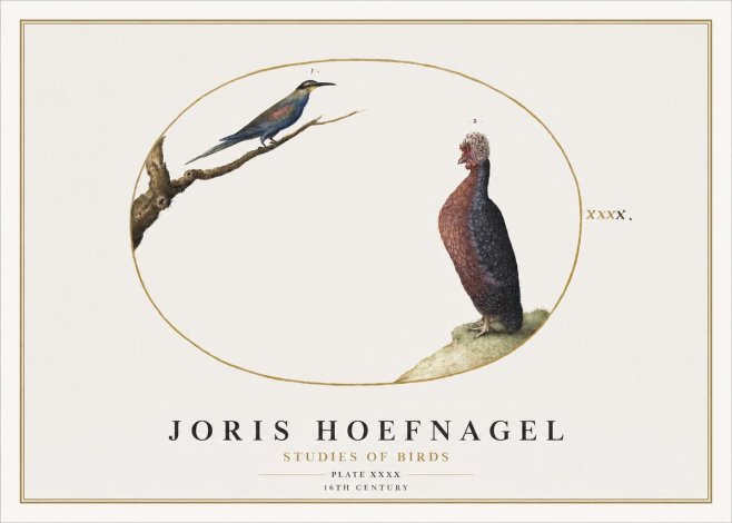 Joris Hoefnagel Studies of Birds I No2 - Póster