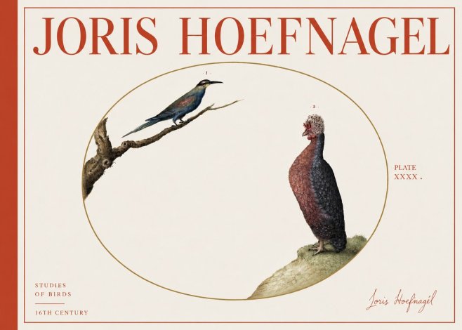 Joris Hoefnagel Studies of Birds I No4 - Póster
