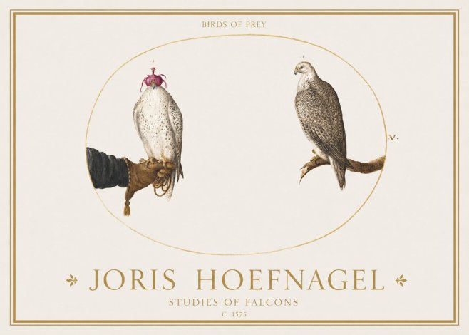 Joris Hoefnagel Studies of Falcons No1 - Póster