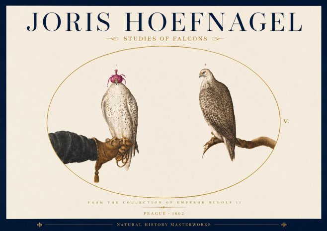 Joris Hoefnagel Studies of Falcons No5 - Póster