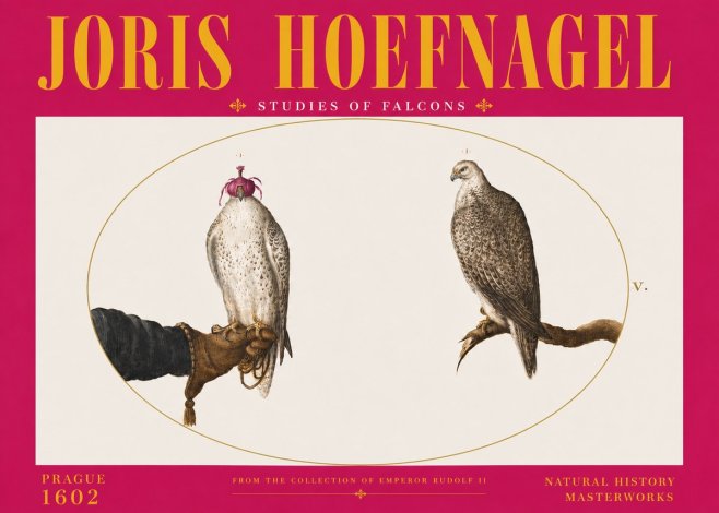 Joris Hoefnagel Studies of Falcons No6 - Póster