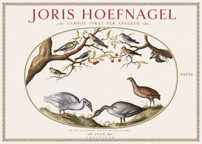 Joris Hoefnagel Lampon Ivrat per Anserem No3 - Póster