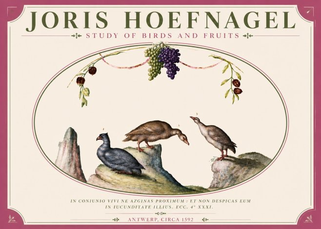 Joris Hoefnagel Three Birds with Grapes and Inscription No6 - Póster