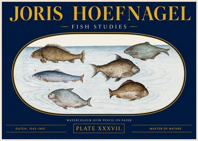 Joris Hoefnagel Six Freshwater Fish No4 - Póster