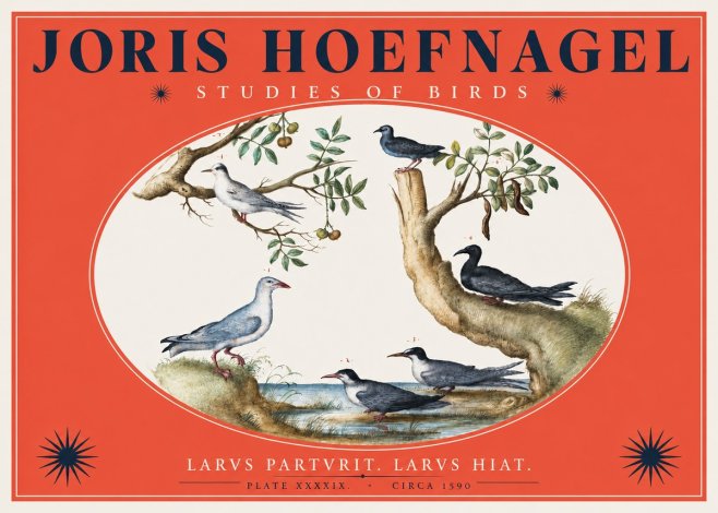 Joris Hoefnagel Studies of Birds II No2 - Póster