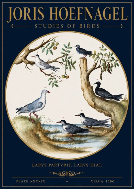Joris Hoefnagel Studies of Birds II No4 - Póster