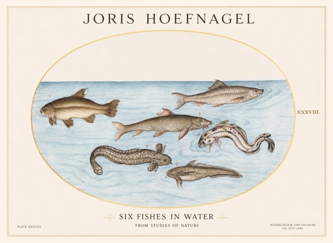 Joris Hoefnagel Six Fishes in Water II No1 - Póster
