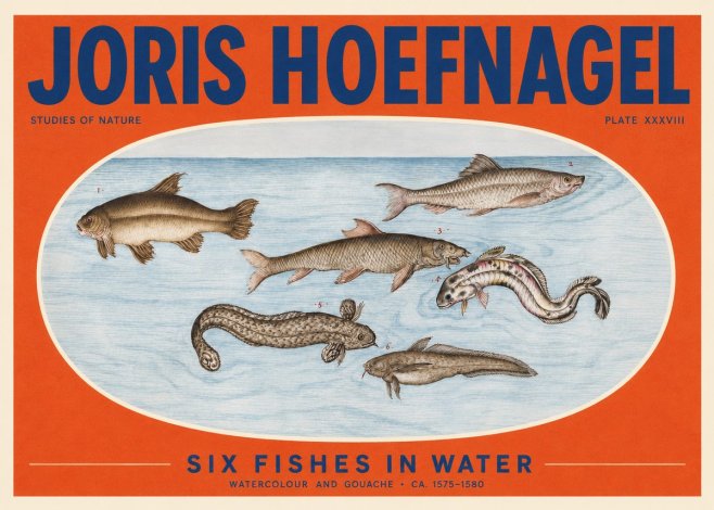 Joris Hoefnagel Six Fishes in Water II No2 - Póster