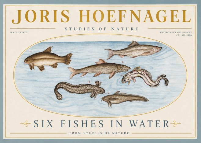 Joris Hoefnagel Six Fishes in Water II No4 - Póster