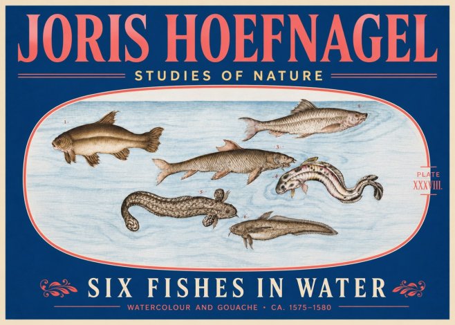 Joris Hoefnagel Six Fishes in Water II No5 - Póster