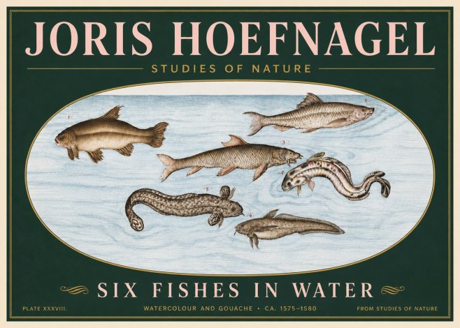 Joris Hoefnagel Six Fishes in Water II No6 - Póster