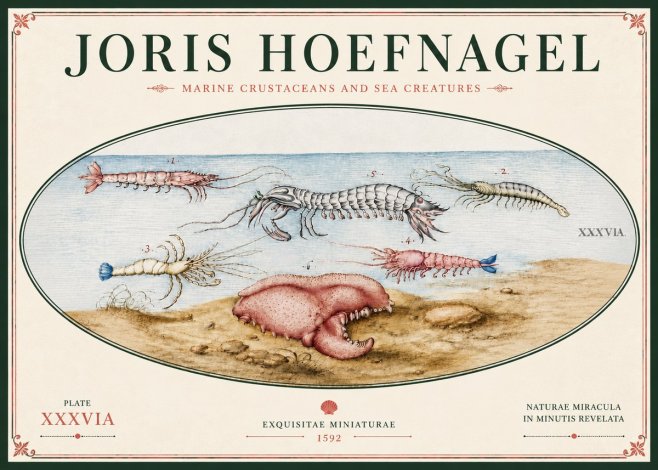 Joris Hoefnagel Marine Crustaceans and Sea Creature No6 - Póster