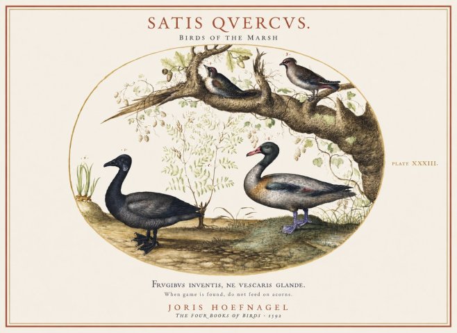 Joris Hoefnagel Satis Quercus. Birds of the Marsh No1 - Póster