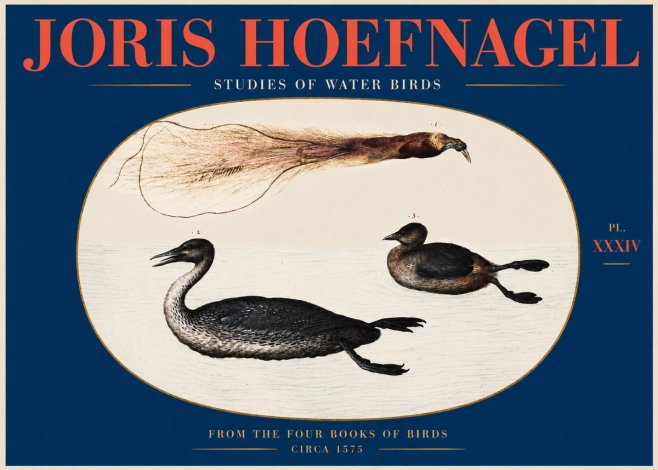 Joris Hoefnagel Studies of Water Birds No2 - Póster