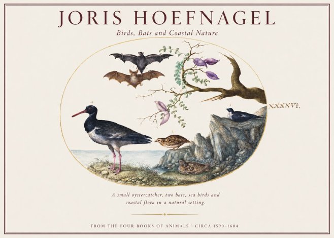 Joris Hoefnagel Birds, Bats and Coastal Nature No1 - Póster