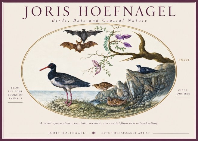 Joris Hoefnagel Birds, Bats and Coastal Nature No6 - Póster