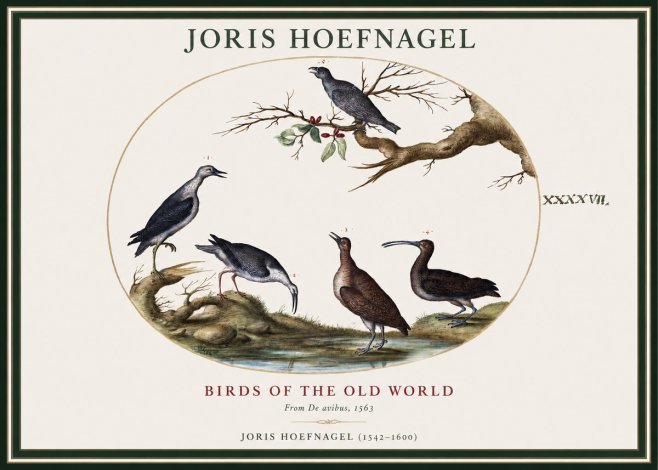 Joris Hoefnagel Birds of the Old World No1 - Póster