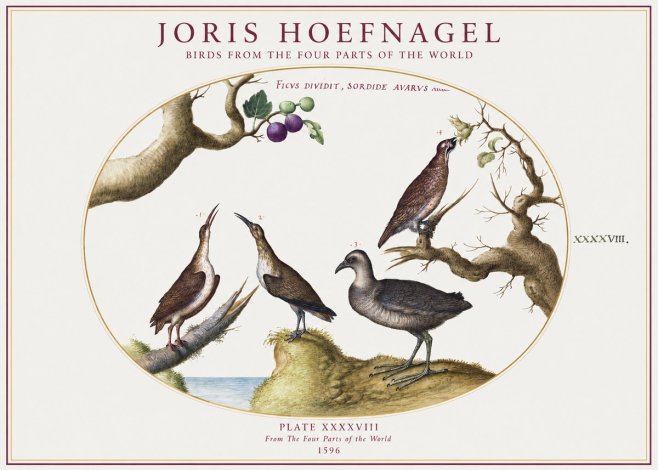 Joris Hoefnagel Birds from the Four Parts of the World No1 - Póster