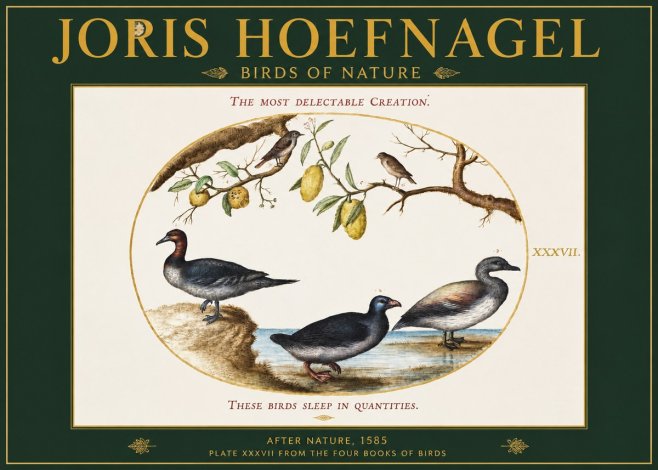 Joris Hoefnagel Plate Xxxvii from the Four Books of Birds No2 - Póster