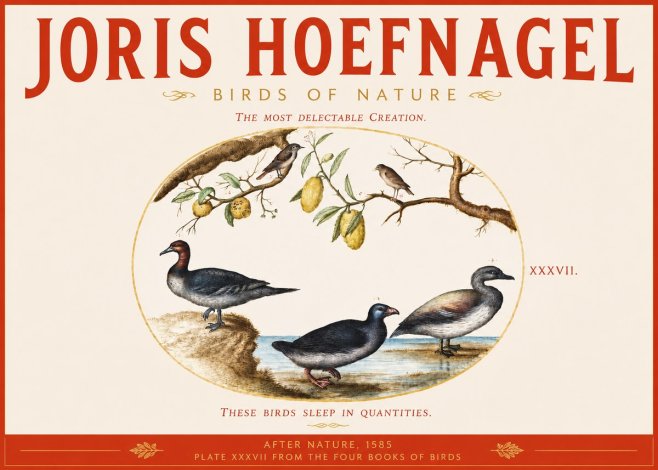 Joris Hoefnagel Plate Xxxvii from the Four Books of Birds No3 - Póster