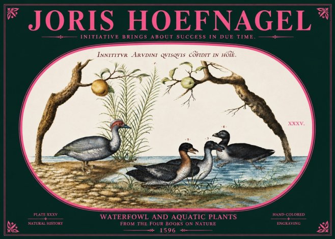 Joris Hoefnagel Waterfowl and Aquatic Plants No6 - Póster