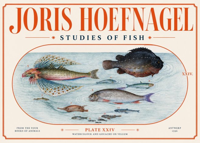 Joris Hoefnagel Studies of Fish II No4 - Póster