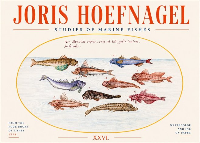 Joris Hoefnagel Studies of Marine Fishes No4 - Póster