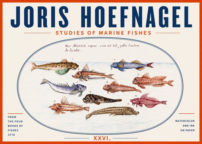 Joris Hoefnagel Studies of Marine Fishes No5 - Póster