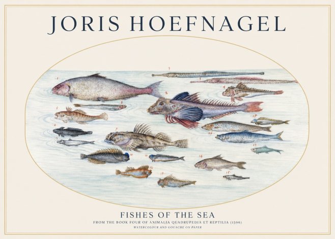 Joris Hoefnagel Fishes of the Sea III No1 - Póster
