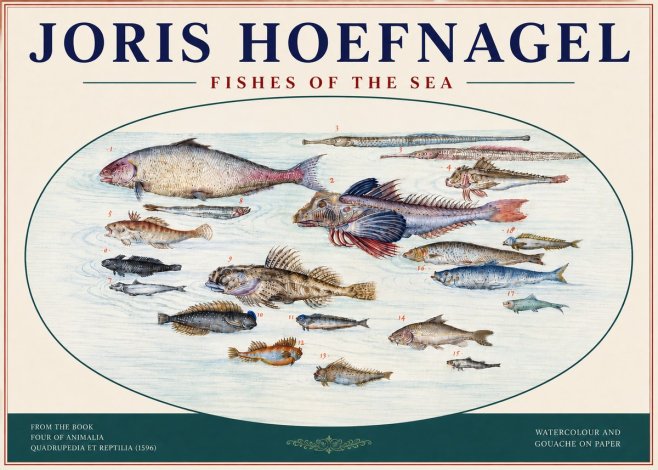 Joris Hoefnagel Fishes of the Sea III No4 - Póster