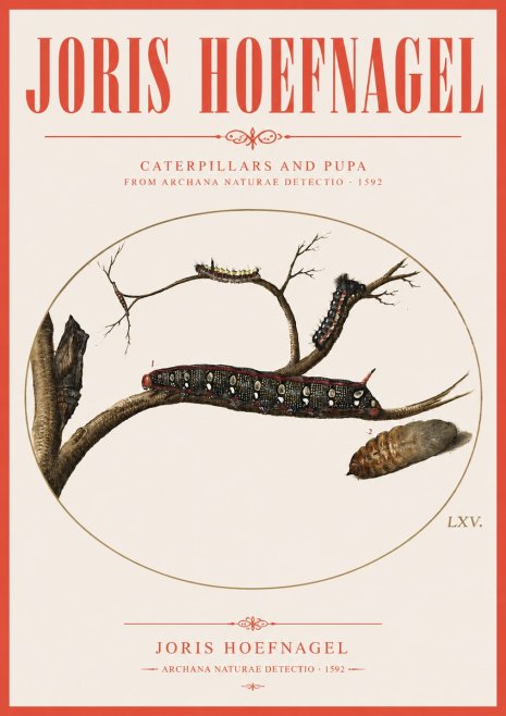 Joris Hoefnagel Caterpillars and Pupa No3 - Póster