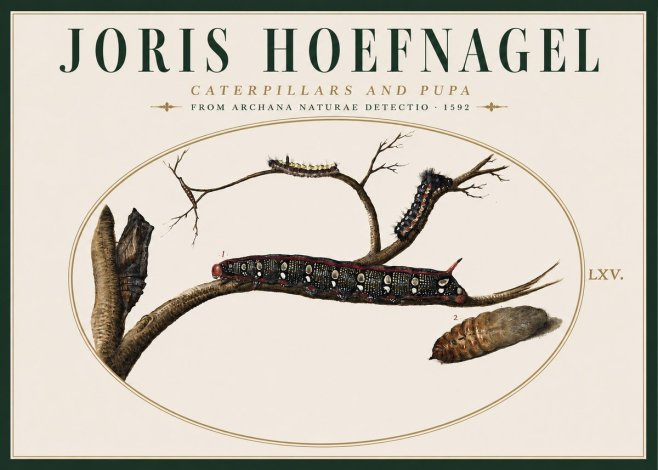 Joris Hoefnagel Caterpillars and Pupa No4 - Póster