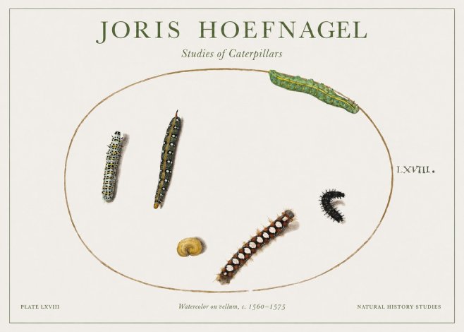 Joris Hoefnagel Studies of Caterpillars No1 - Póster