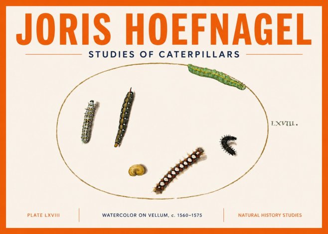 Joris Hoefnagel Studies of Caterpillars No5 - Póster