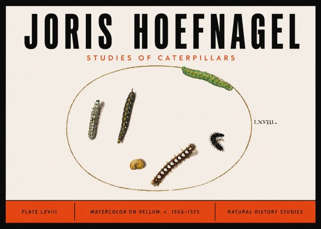 Joris Hoefnagel Studies of Caterpillars No6 - Póster