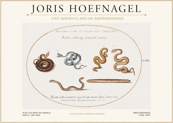 Joris Hoefnagel Five Serpents and an Amphisbaenian No1 - Póster