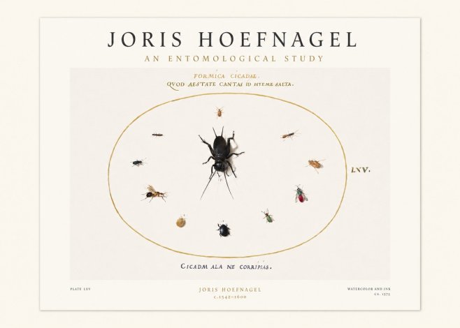 Joris Hoefnagel Formica Cicadae No1 - Póster