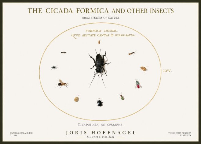 Joris Hoefnagel Formica Cicadae No5 - Póster