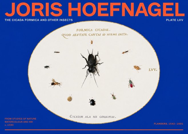Joris Hoefnagel Formica Cicadae No6 - Póster