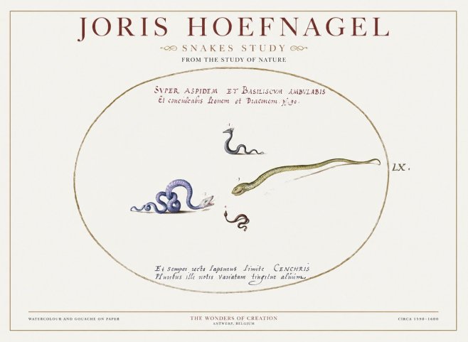 Joris Hoefnagel Studies of Serpents No2 - Póster